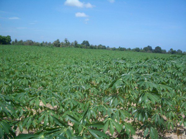 EPL16914_10 Без комплекса br sqm 11