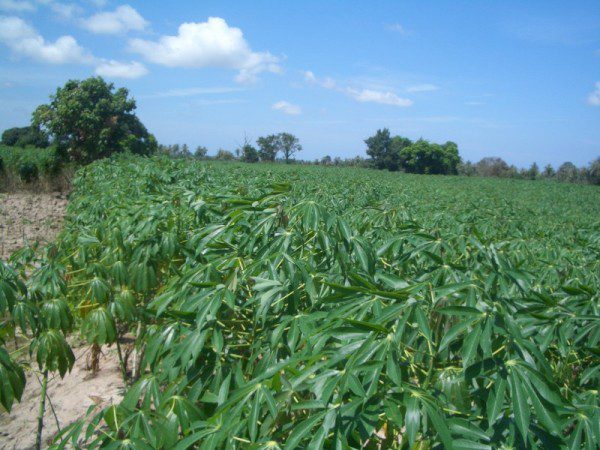 EPL16914_11 Без комплекса br sqm 12