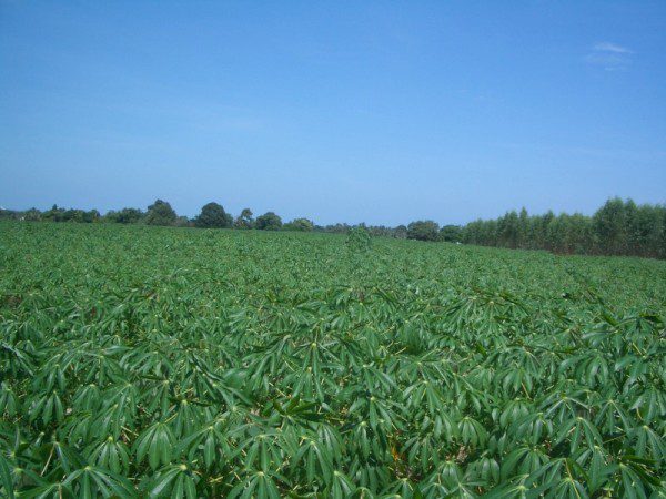 EPL16914_9 Без комплекса br sqm 10