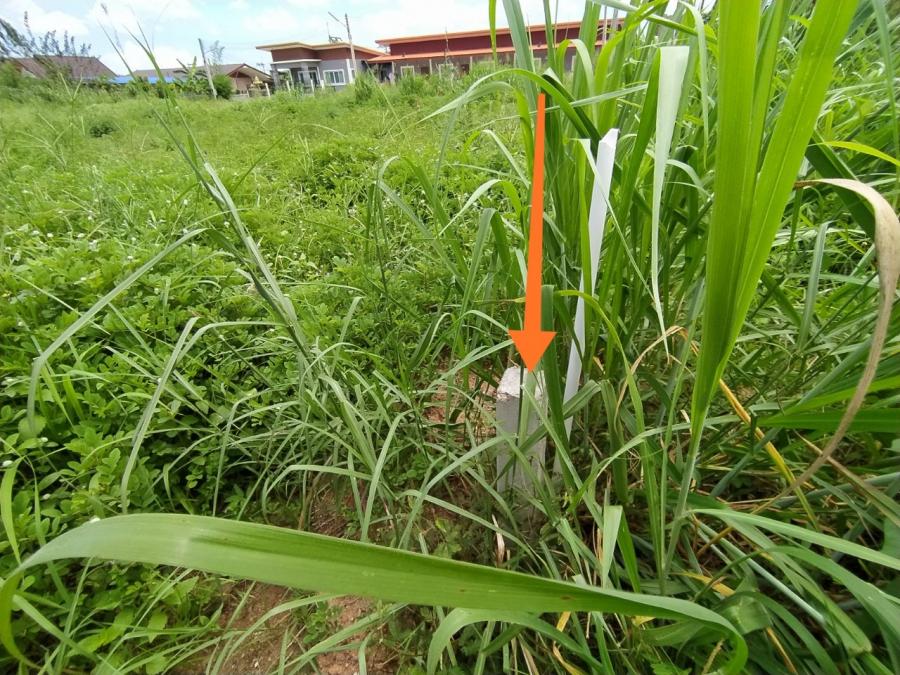 Без комплекса br sqm 11