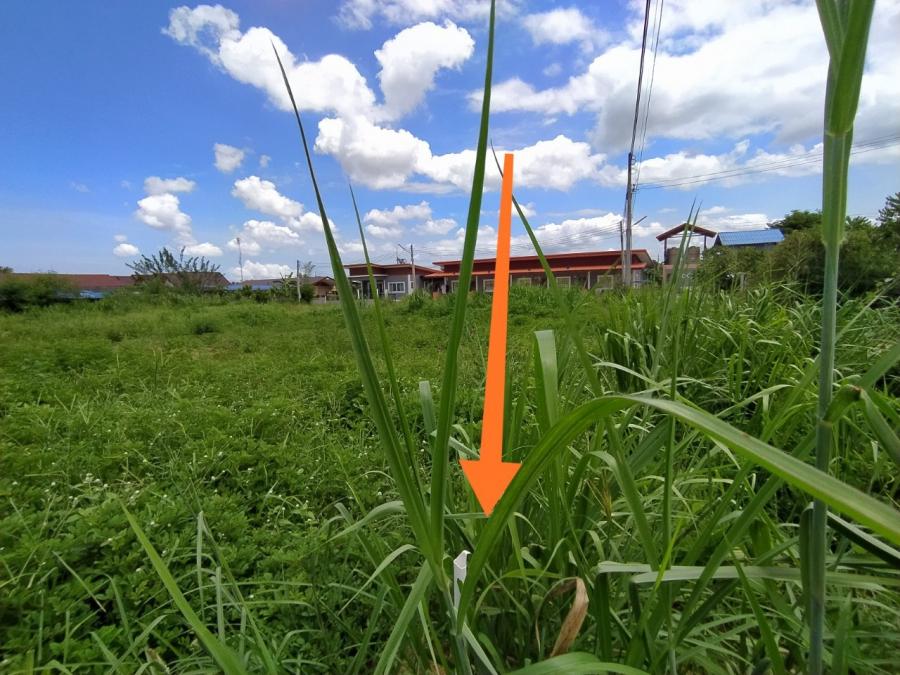 Без комплекса br sqm 5