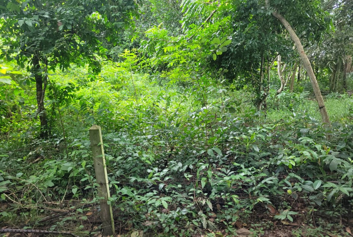 HYL24344_3 Без комплекса br sqm 6