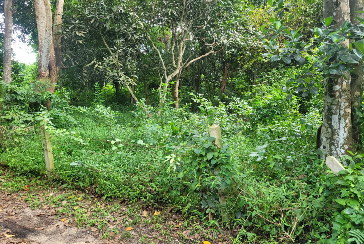 HYL24344_4 Без комплекса br sqm 7