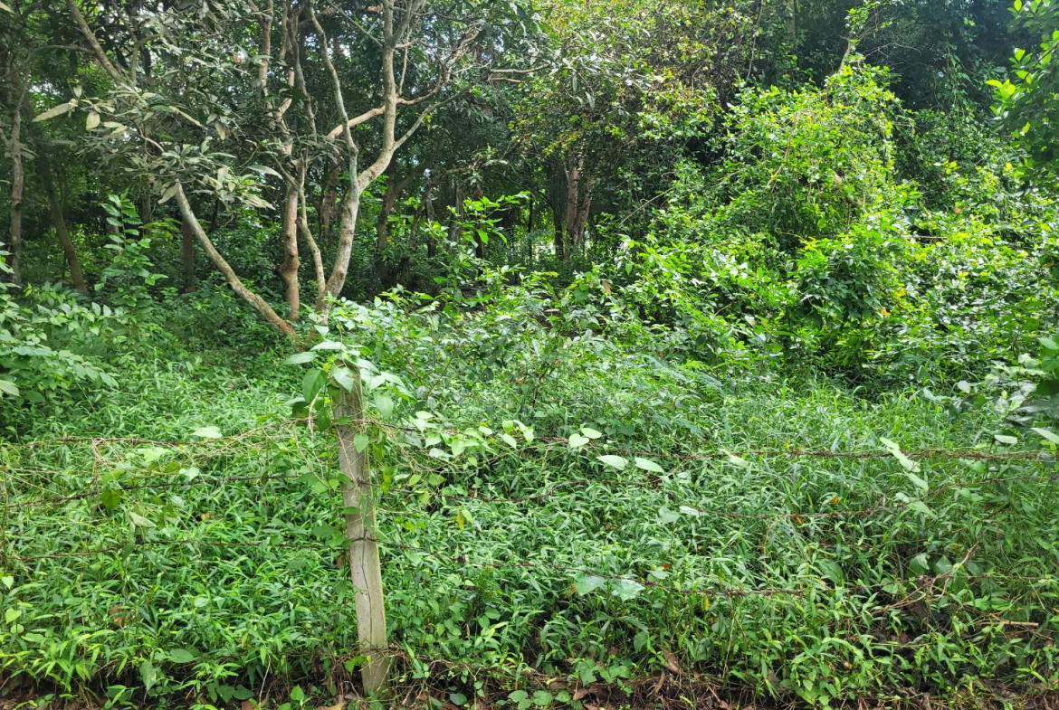 HYL24344_5 Без комплекса br sqm 8