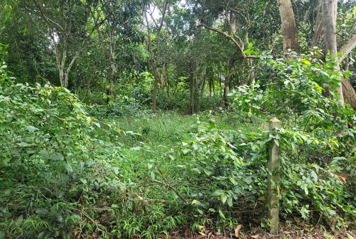 HYL24344_6 Без комплекса br sqm 9